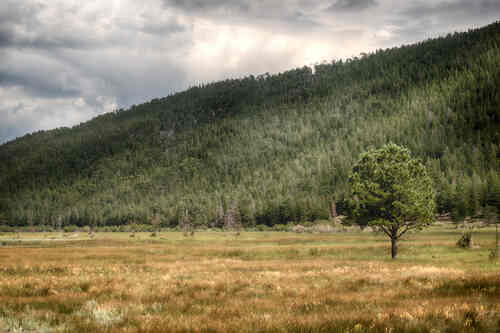 lone-tree-hdr-banner